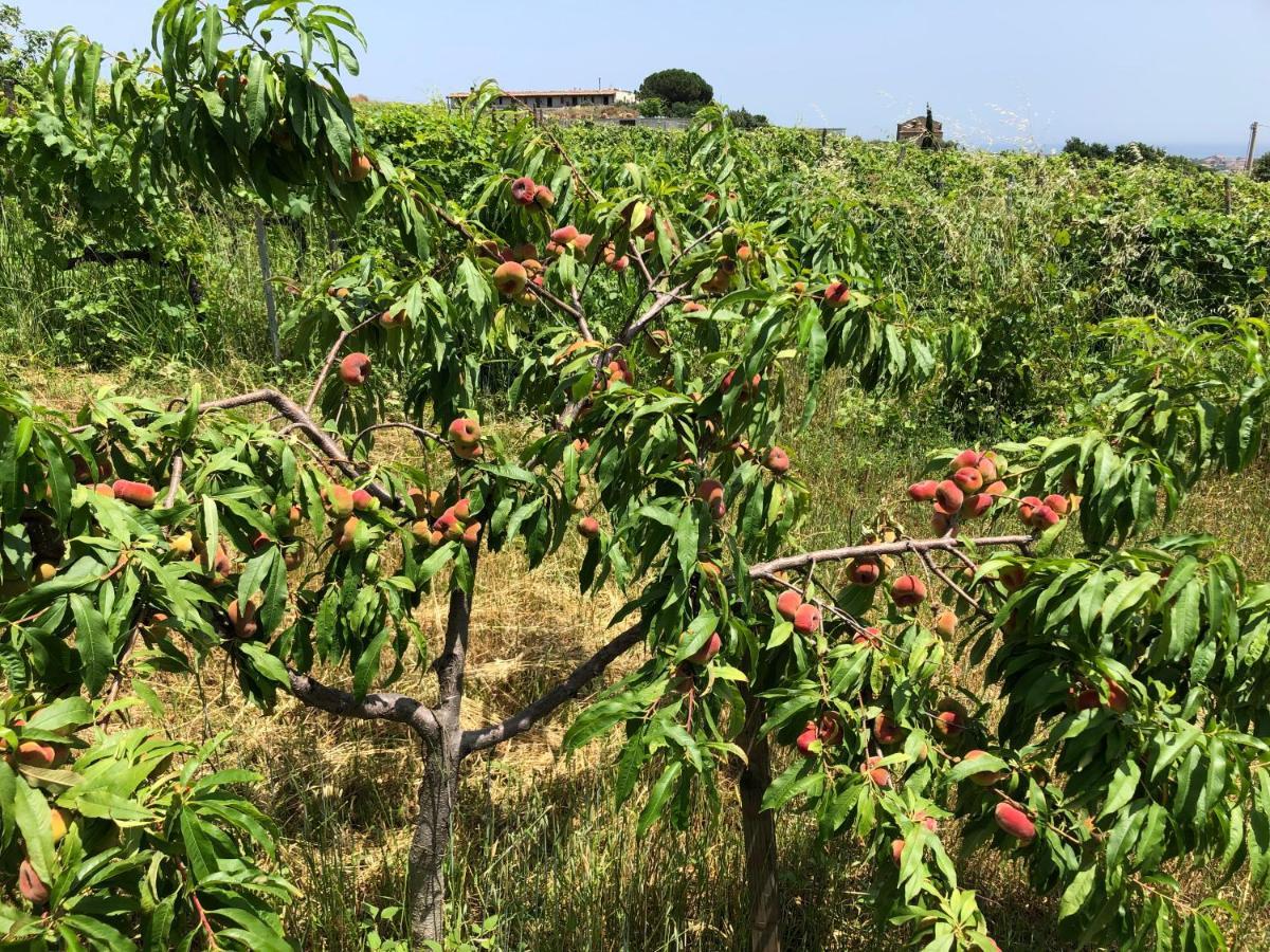 Cirò Marina Agriturismo Donna Germana المظهر الخارجي الصورة