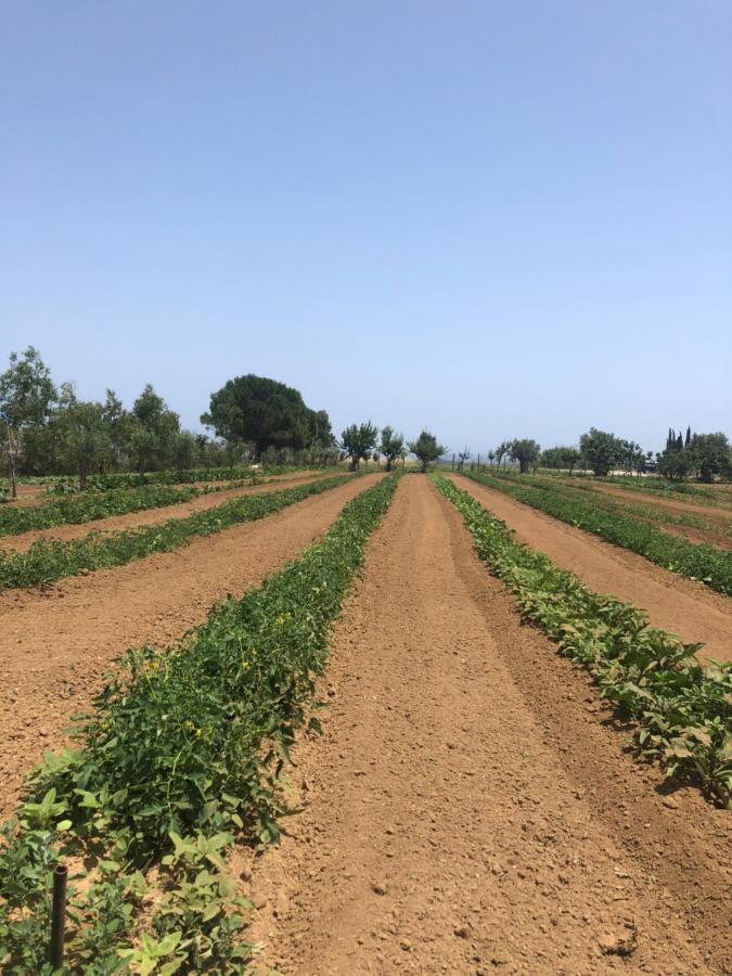 Cirò Marina Agriturismo Donna Germana المظهر الخارجي الصورة