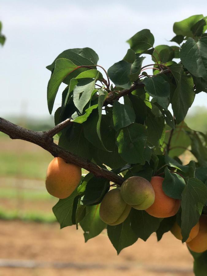 Cirò Marina Agriturismo Donna Germana المظهر الخارجي الصورة